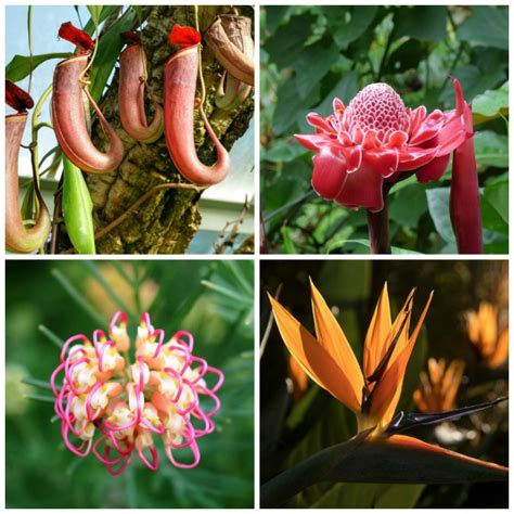 weird flower names|50 Weird And Unusual Flowers .